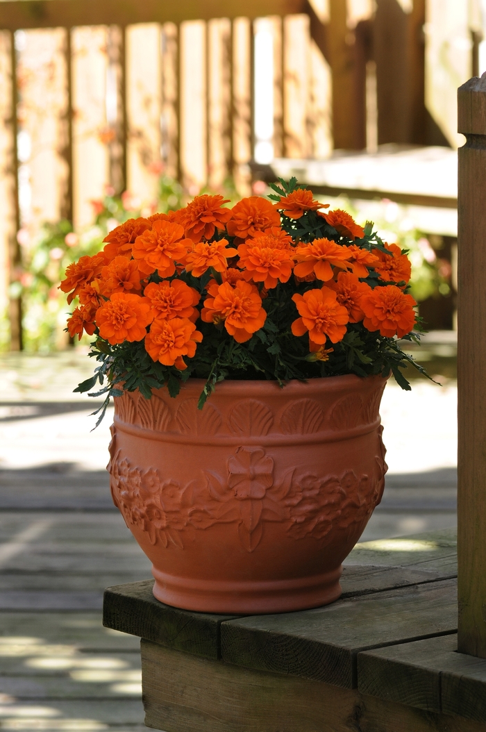 Marigold - Tagetes patula 'Bonanza Deep Orange'