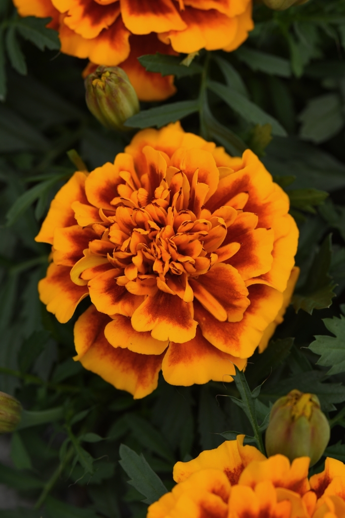 Marigold - Tagetes patula 'Bonanza Flame' Marigold - Tagetes patula 'Bonanza Flame'