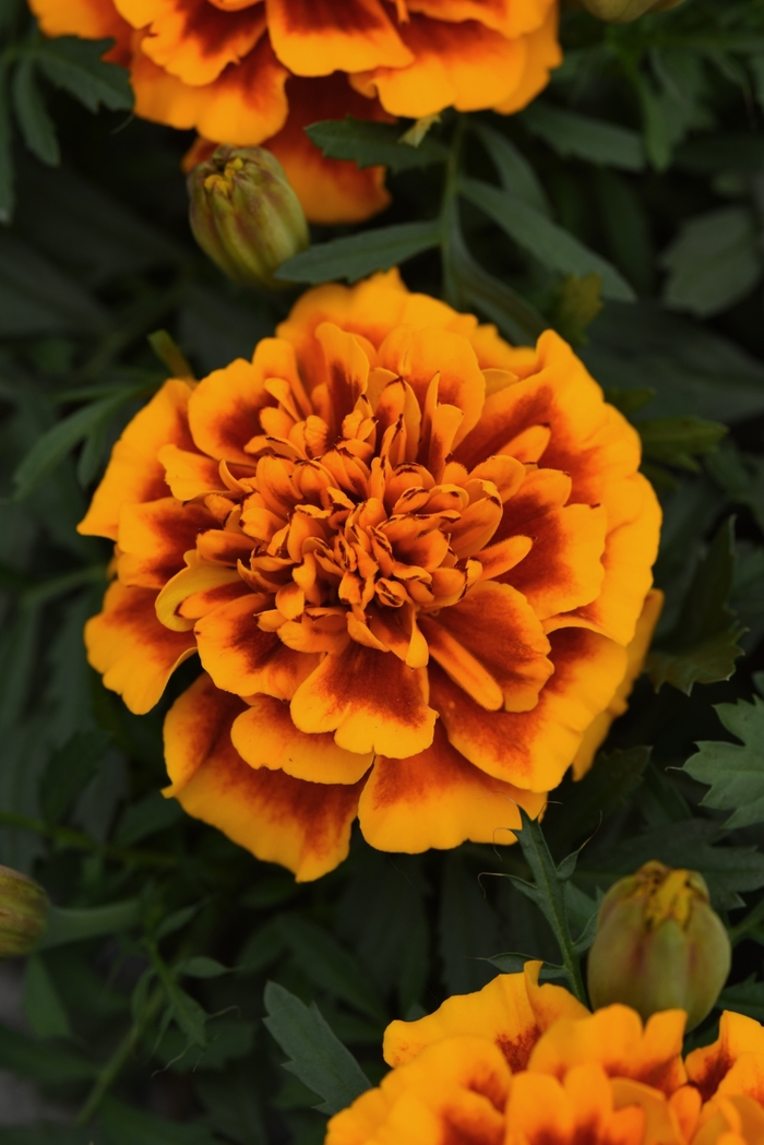 Marigold - Tagetes patula 'Bonanza Flame'