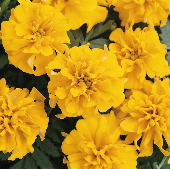 Marigold - Tagetes patula 'Bonanza Gold')