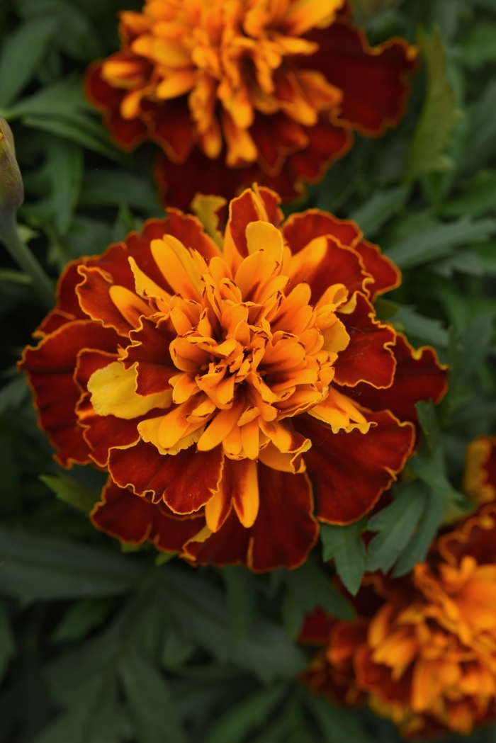 Marigold - Tagetes patula 'Bonanza Harmony'