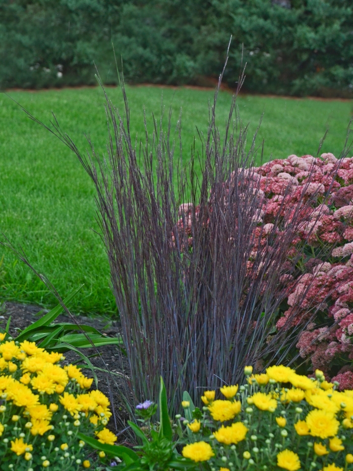 Little Bluestem - Schizachyrium scoparium 'Smoke Signal'