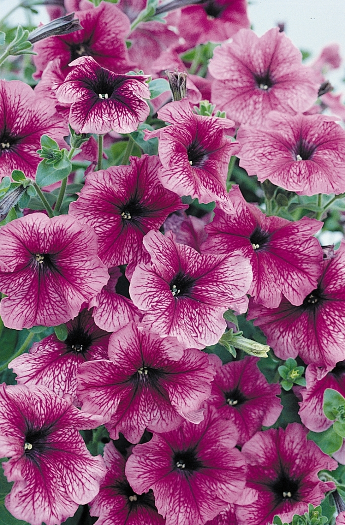 Petunia - Petunia hybrida 'Daddy Sugar'