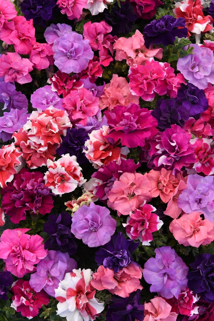 Petunia - Petunia hybrida Double Madness™ Mix Petunia - Petunia hybrida Double Madness™ Mix