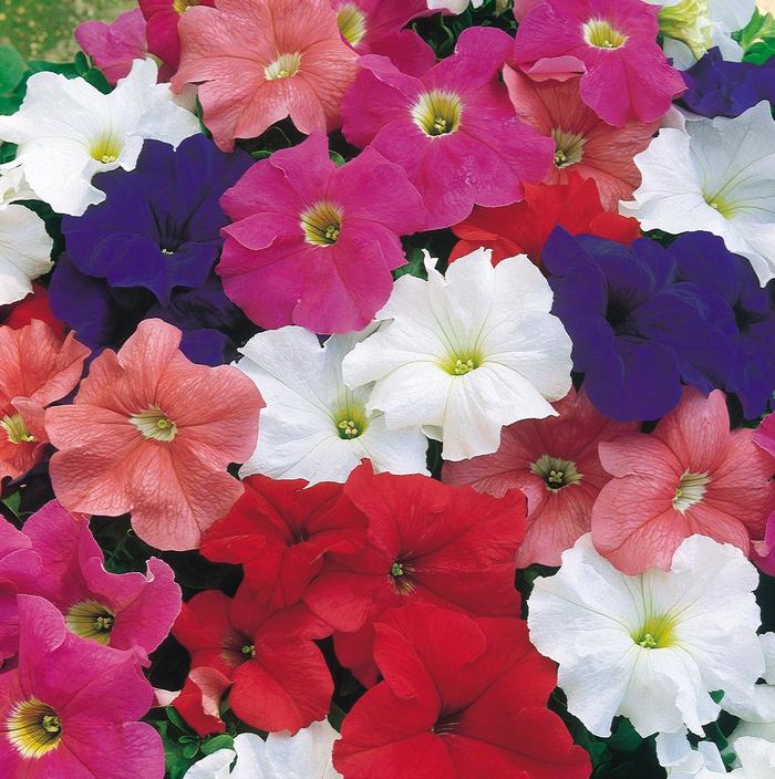 Petunia - Petunia x hybrida 'Dreams™ Mixture' Petunia - Petunia x hybrida 'Dreams™ Mixture'