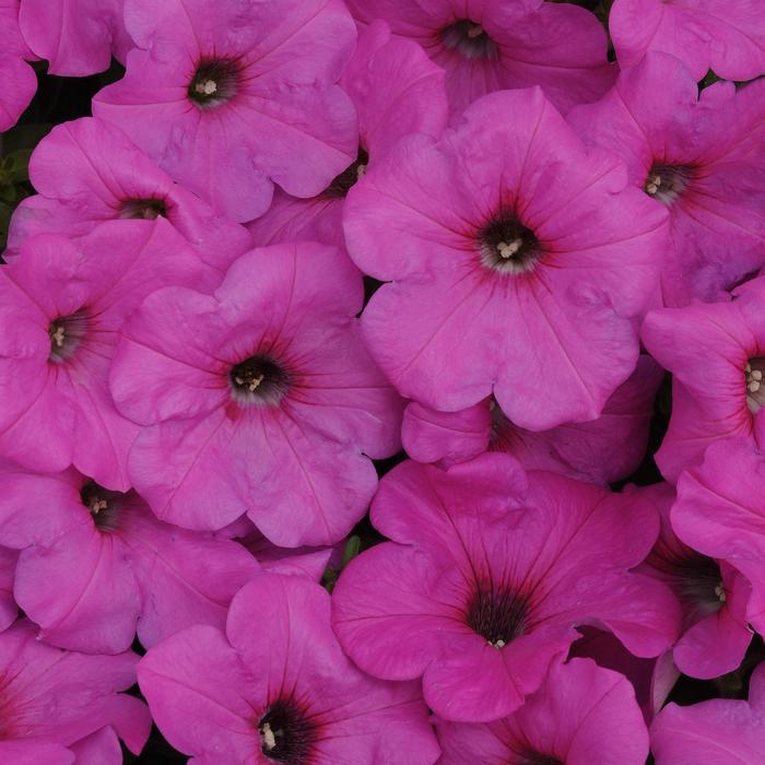 Petunia - Petunia x hybrida 'Easy Wave® Neon Rose' Petunia - Petunia x hybrida 'Easy Wave® Neon Rose'