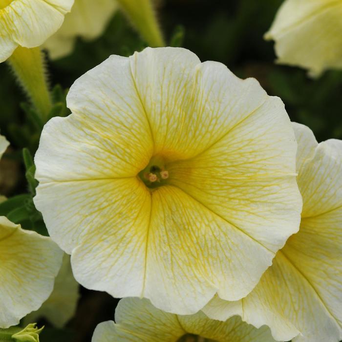 Petunia - Petunia x hybrida 'Easy Wave® Yellow' Petunia - Petunia x hybrida 'Easy Wave® Yellow'