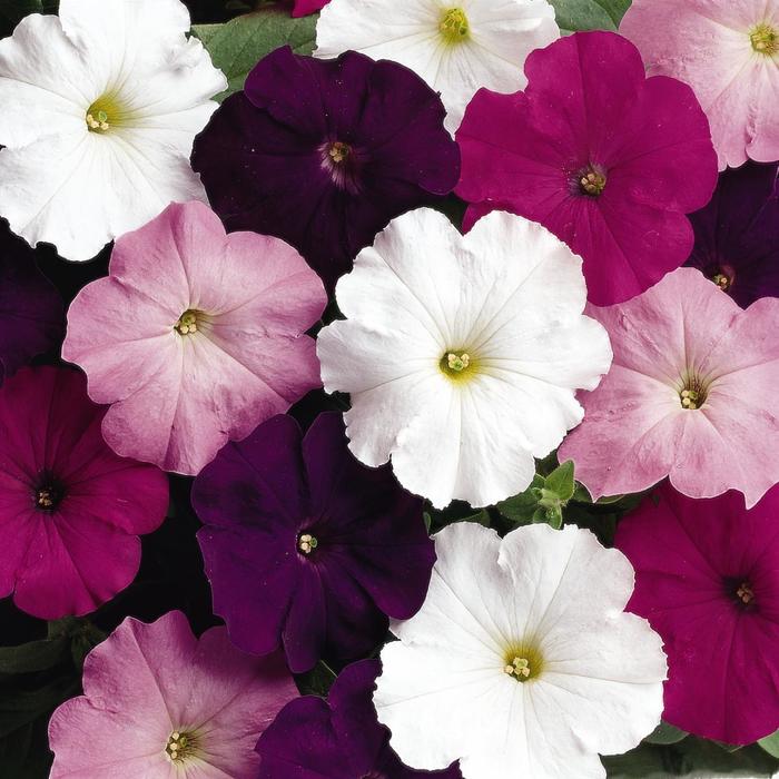 Petunia 'Madness® Waterfall Mixture' Petunia Ebert's Greenhouse
