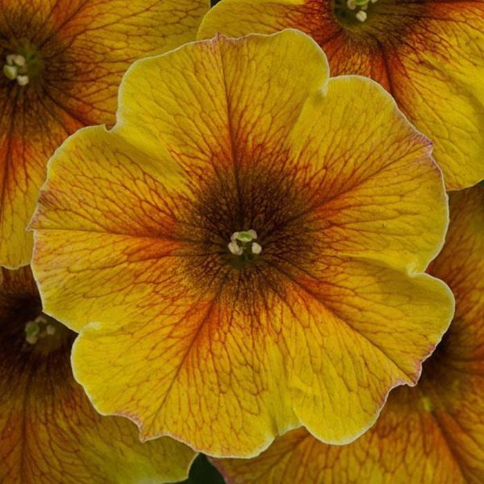 Petunia (Petchoa) - Petunia SuperCal® 'Premium Caramel Yellow'