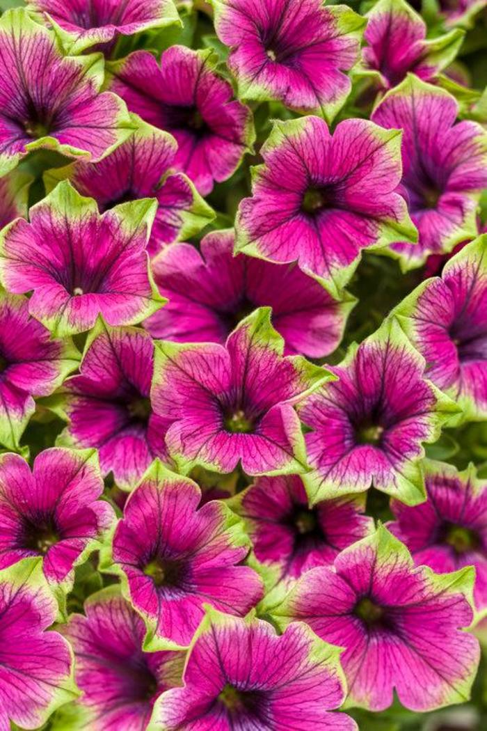 Petunia - Petunia 'Supertunia® Picasso in Purple®'