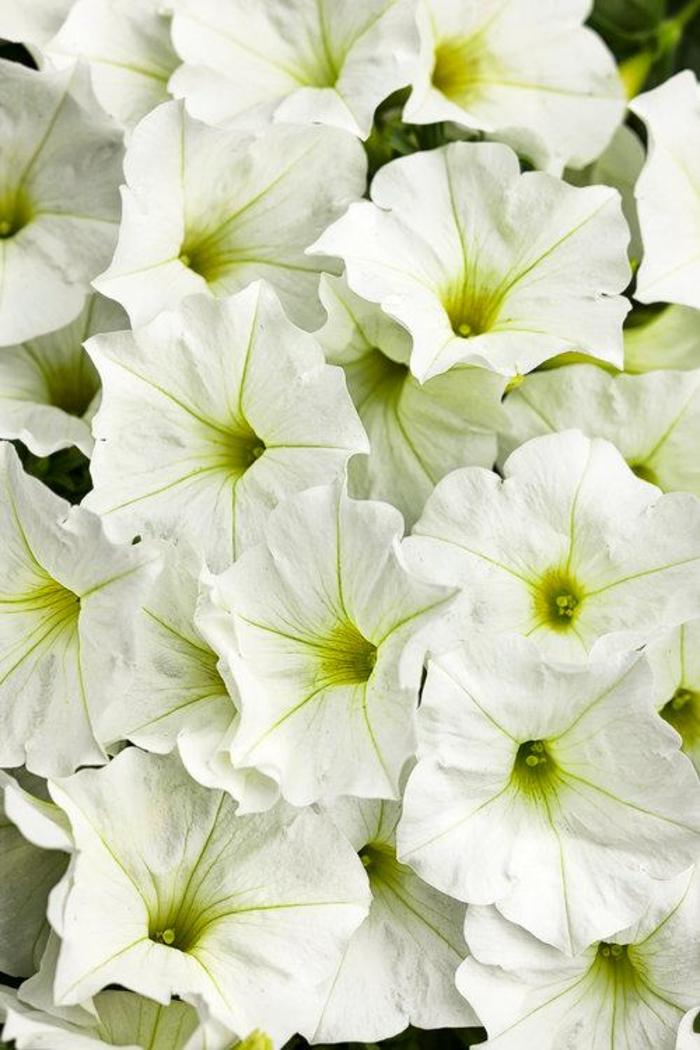 Petunia - Petunia 'Supertunia® White ' Petunia - Petunia 'Supertunia® White '