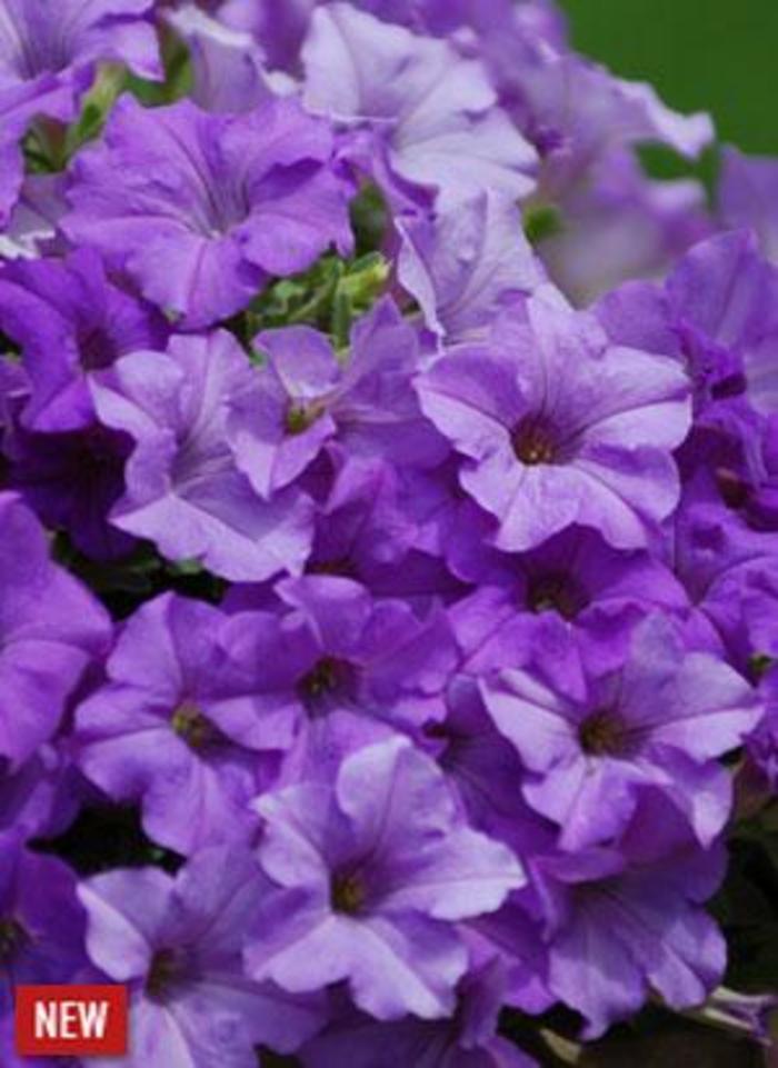 Petunia - Petunia 'Surfinia® Heavenly Blue' Petunia - Petunia 'Surfinia® Heavenly Blue'