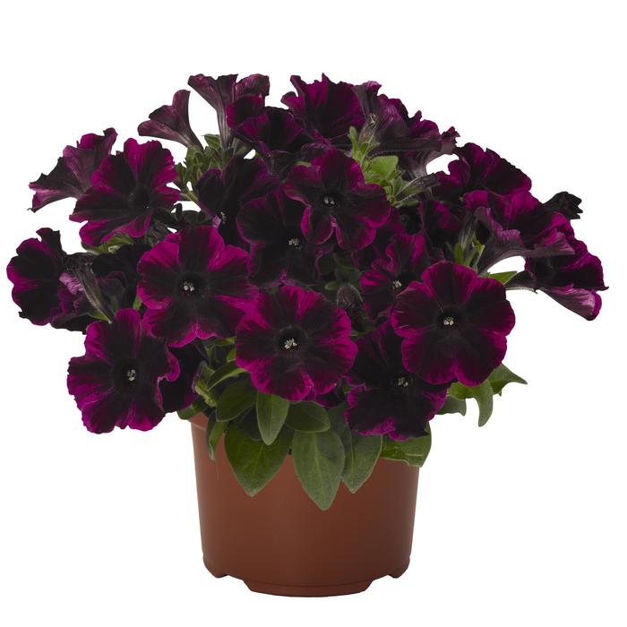 Petunia - Petunia 'Sweetunia® Johnny Flame' Petunia - Petunia 'Sweetunia® Johnny Flame'