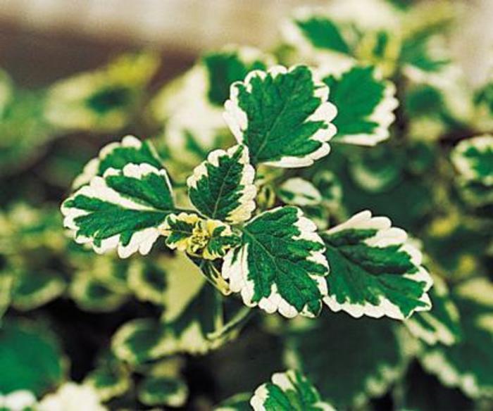 Plectranthus - Plectranthus coleoides 'Variegata' Plectranthus - Plectranthus coleoides 'Variegata'