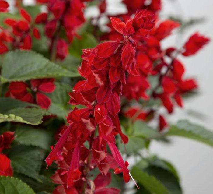 Salvia - Salvia splendens 'Saucy Red' Salvia - Salvia splendens 'Saucy Red'