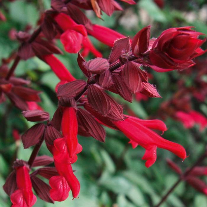 Salvia - Salvia 'Skyscraper™ Dark Purple' Salvia - Salvia 'Skyscraper™ Dark Purple'