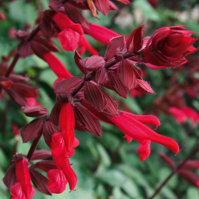 Salvia - Salvia 'Skyscraper™ Dark Purple'