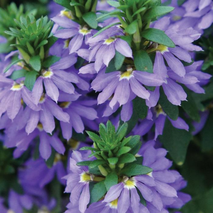 Fan Flower - Scaevola aemula 'Fairy™ Blue'