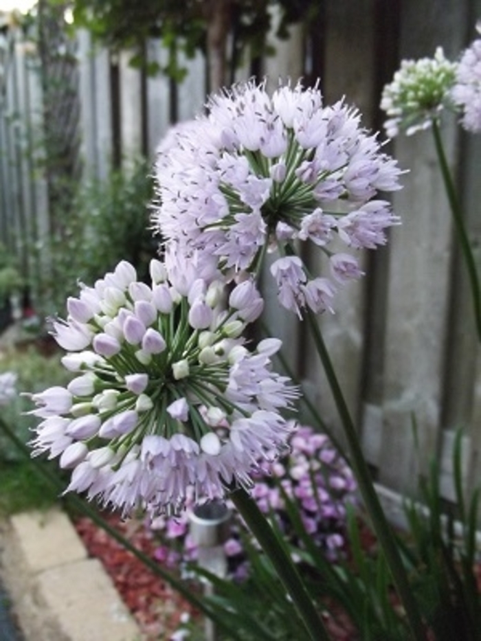 Ornamental Onion - Allium lusitanicum 'Summer Beauty' Ornamental Onion - Allium lusitanicum 'Summer Beauty'