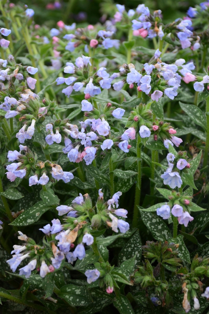 Lungwort, Bethlehem Sage - Pulmonaria 'Twinkle Toes' Lungwort, Bethlehem Sage - Pulmonaria 'Twinkle Toes'
