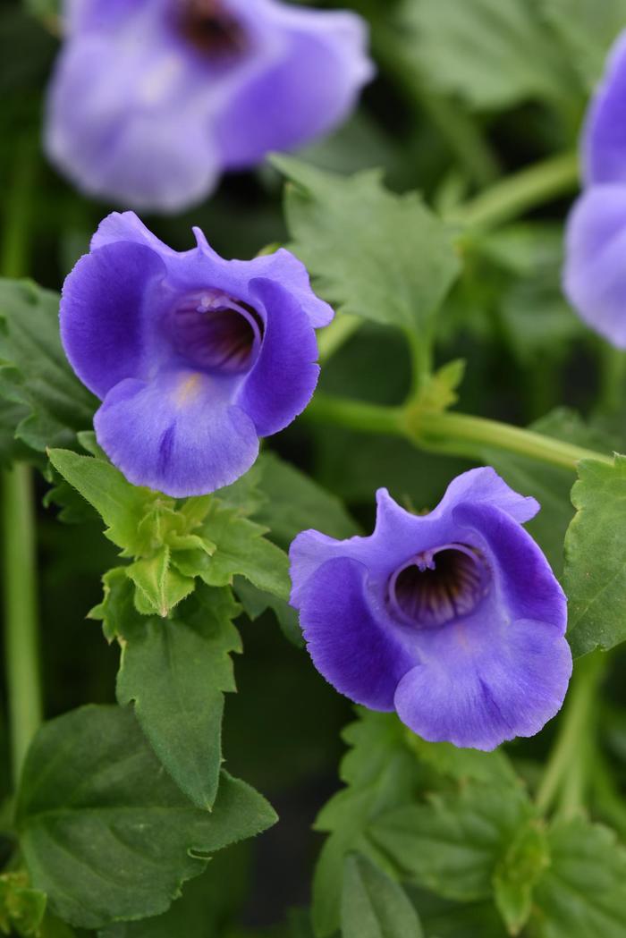 Wishbone Flower - Torenia 'Summer Wave® Large Blue'