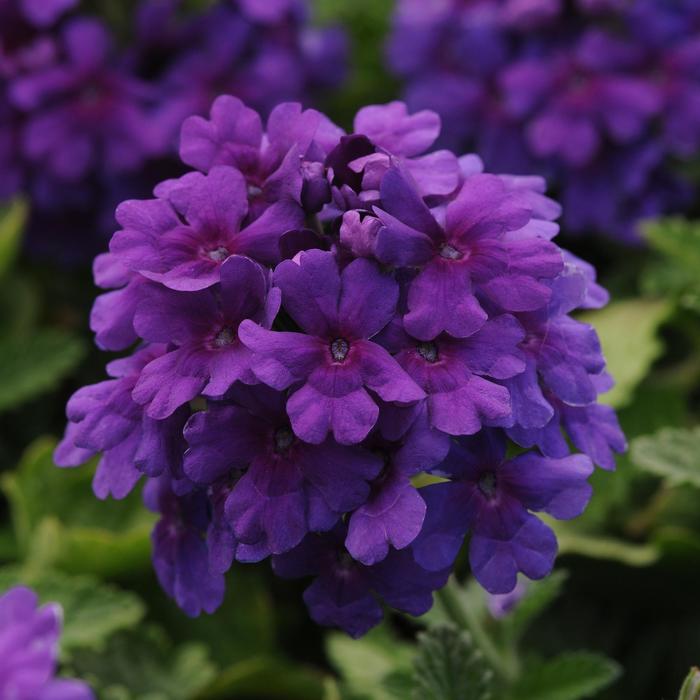 Verbena - Verbena peruviana 'EnduraScape™ Dark Purple'
