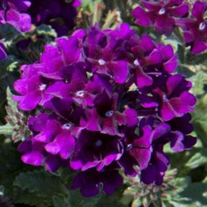 Verbena - Verbena 'Lascar™ Black Velvet' Verbena - Verbena 'Lascar™ Black Velvet'