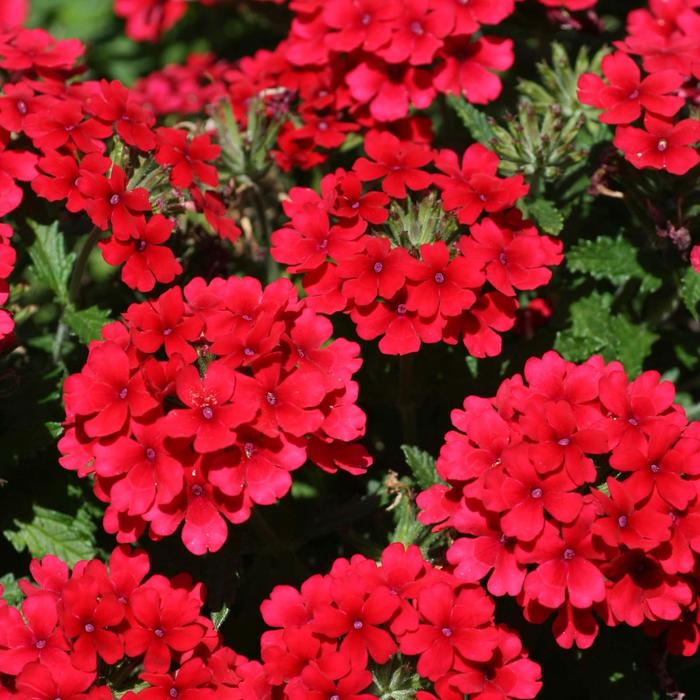 Verbena - Verbena 'Lascar™ Dark Red' Verbena - Verbena 'Lascar™ Dark Red'