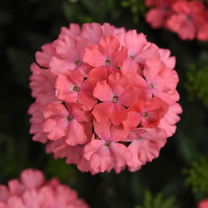 Verbena - Verbena 'Lascar™ Salmon' Verbena - Verbena 'Lascar™ Salmon'
