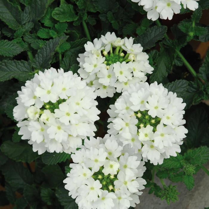 Verbena - Verbena 'Lascar™ White' Verbena - Verbena 'Lascar™ White'