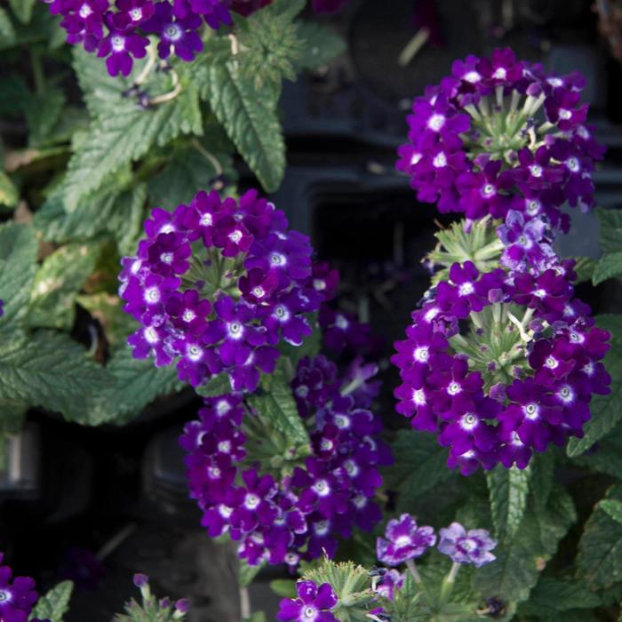 Verbena - Verbena 'Lascar™ Dark Violet' Verbena - Verbena 'Lascar™ Dark Violet'