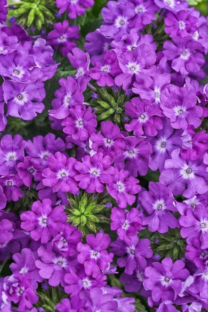Verbena - Verbena 'Superbena® Violet Ice' Verbena - Verbena 'Superbena® Violet Ice'