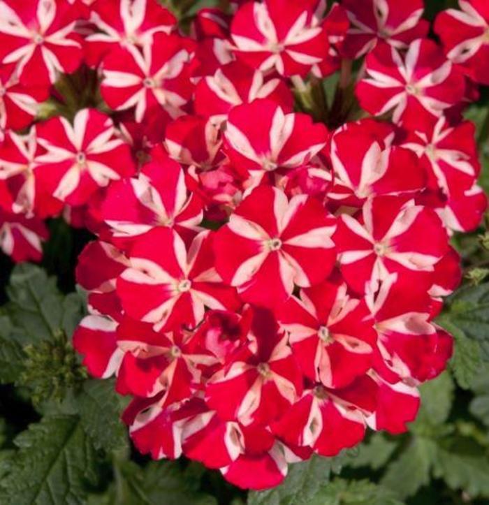 Verbena - Verbena 'Voodoo Red Star ' Verbena - Verbena 'Voodoo Red Star '