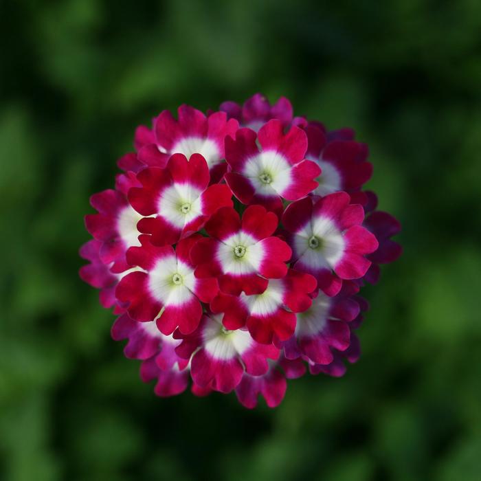 Verbena - Verbena peruviana 'Wink Burgundy' Verbena - Verbena peruviana 'Wink Burgundy'