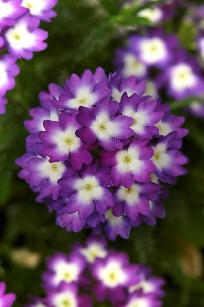 Verbena - Verbena peruviana 'Wink Violet ' Verbena - Verbena peruviana 'Wink Violet '