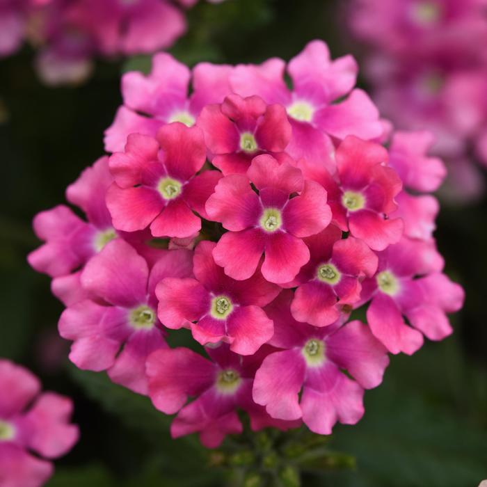 Verbena 'Pops™ Pink' Verbena Ebert's Greenhouse