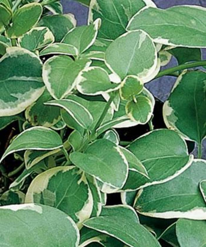 Variegated Vinca Vine - Vinca major 'Variegata' Variegated Vinca Vine - Vinca major 'Variegata'