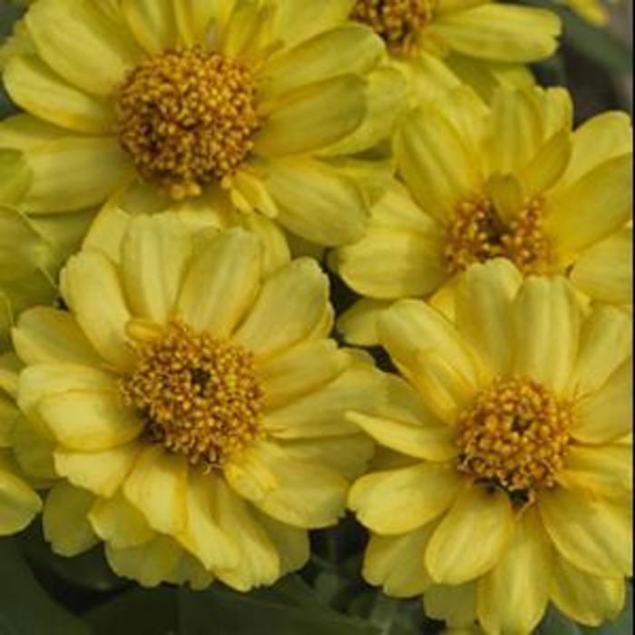 Zinnia - Zinnia 'Profusion Double Yellow ' Zinnia - Zinnia 'Profusion Double Yellow '