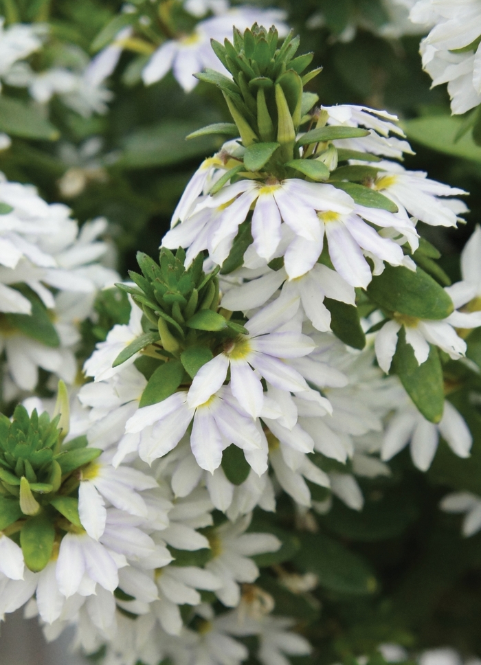 Fan Flower - Scaevola aemula 'Fairy™ White'