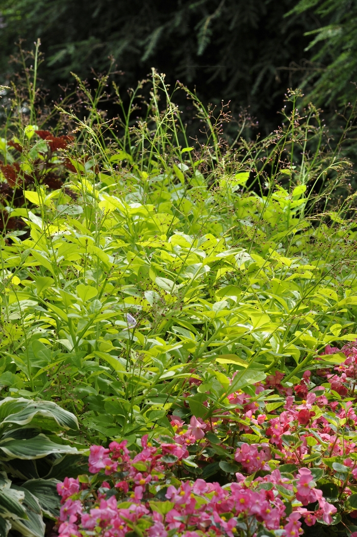 Talinum paniculatum - Talinum paniculatum 'Limon' Talinum paniculatum - Talinum paniculatum 'Limon'