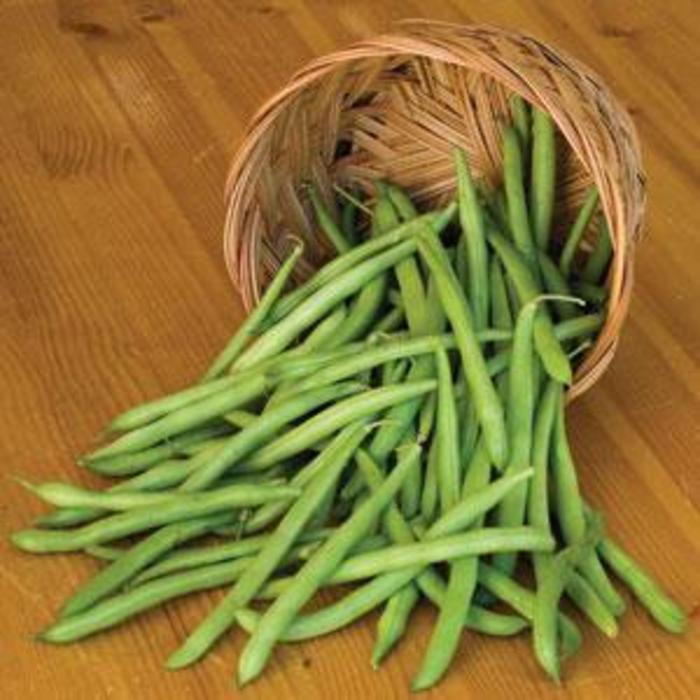 Bean - Phaseolus vulgaris 'Blue Lake Pole'