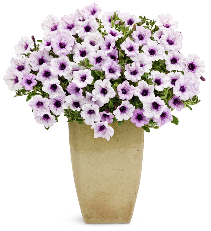 Supertunia® Trailing Blue Veined - Petunia hybrid