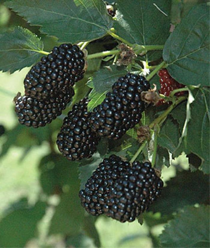 Blackberry - Rubus 'Prime-Ark® Freedom '