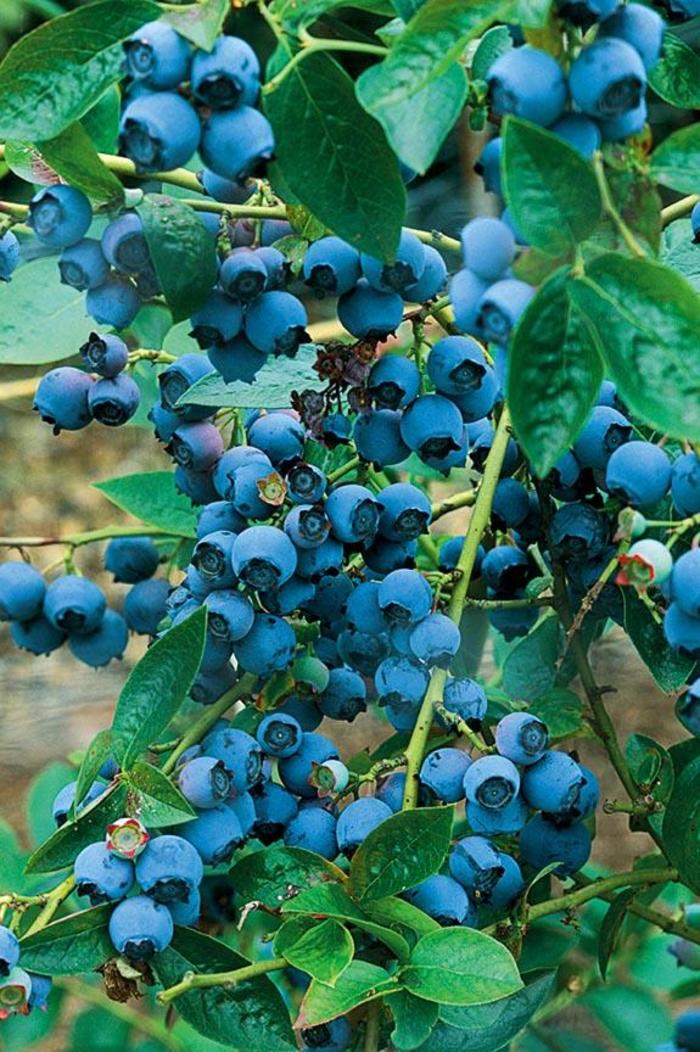 Blueberry - Vaccinium corymbosum 'Chippewa' Blueberry - Vaccinium corymbosum 'Chippewa'