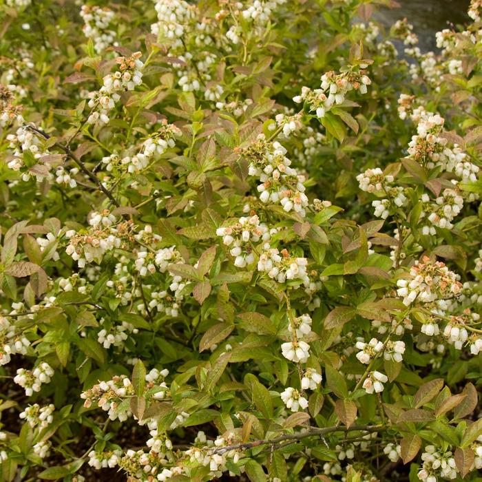 Blueberry - Vaccinium 'Northblue'