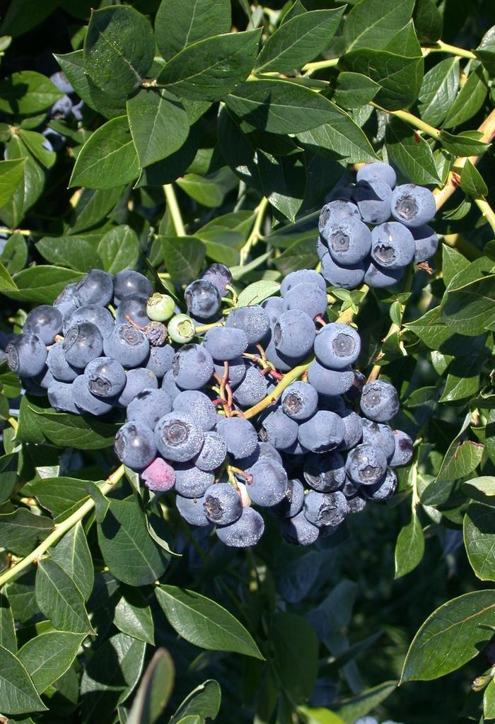 Blueberry - Vaccinium corymbosum 'Patriot'