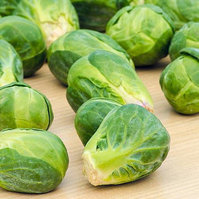 Brussels Sprouts - Brassica oleracea 'Jade E'