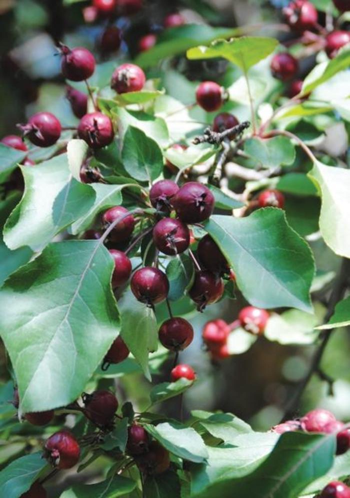 Cherry, Bush - Prunus cerasus 'Romeo™' Cherry, Bush - Prunus cerasus 'Romeo™'