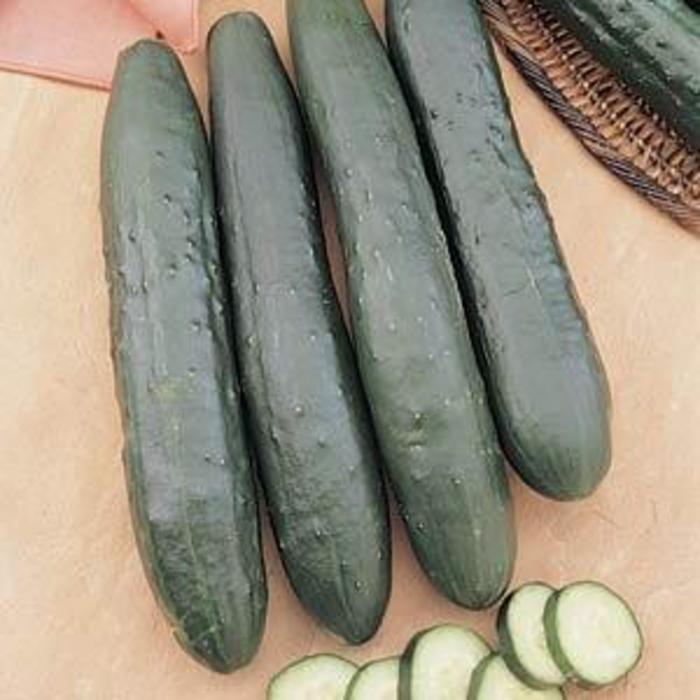 Cucumber - Cucumis sativus 'Burpless Supreme'