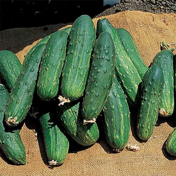 Cucumber - Cucumis sativus 'Bush Pickle'